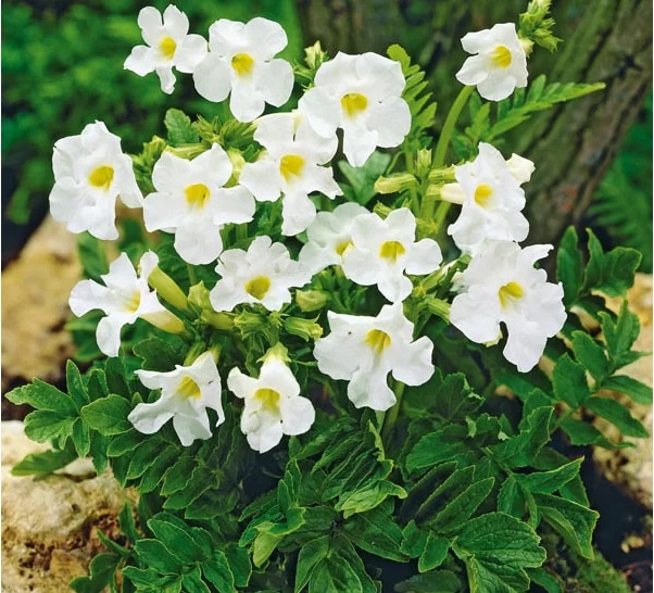 INCARVILLEA delavayi Alba -инкарвилея бяла (1474)